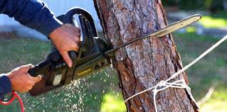 How Our Tree Care Process Works  in  Drexel, NC